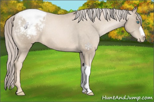 Horse Color:Chocolate Palomino Pearl Appaloosa 