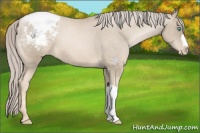 Horse Color:Chocolate Palomino Pearl Appaloosa 