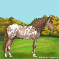 Horse Color:Liver Chestnut Pearl Appaloosa 