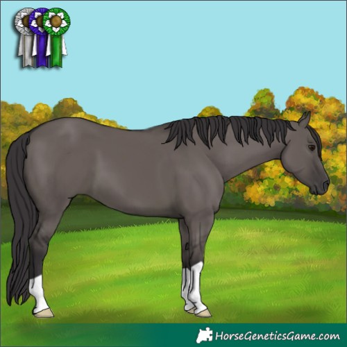 Horse Color:Smoky Grullo