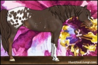 Horse Color:Liver Chestnut Appaloosa 