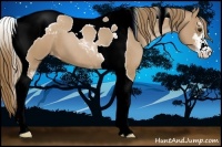 Horse Color:Black Pearl Sabino Tobiano Appaloosa 