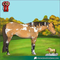 Horse Color:White Spotted Buckskin 