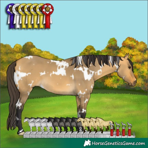 Horse Color:White Spotted Buckskin Dun 