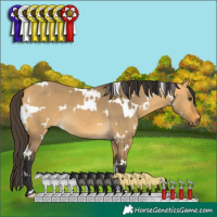 Horse Color:White Spotted Buckskin Dun 