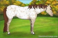 Horse Color:Red Dun Ice Appaloosa 