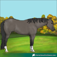 Horse Color:Grullo
