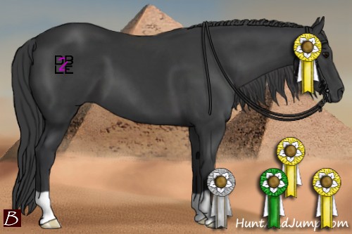 Horse Color:Chocolate Black 