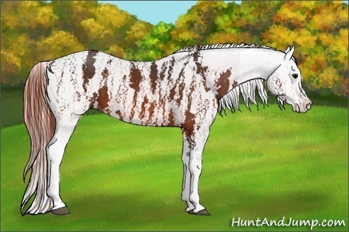 Horse Color:Bay Splash Tobiano Near Leopard Brindle