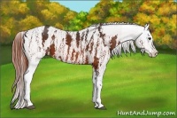 Horse Color:Bay Splash Tobiano Near Leopard Brindle