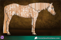 Horse Color:Bay Splash Tobiano Appaloosa Brindle