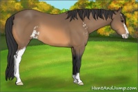 Horse Color:Buckskin Sabino