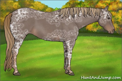 Horse Color:Liver Red Ice Roan