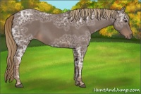 Horse Color:Liver Red Ice Roan 