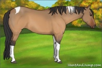 Horse Color:Brown Dun Sabino Tobiano