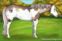 Horse Color:Silver Blue Onyx Splash Frame 