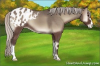 Horse Color:Silver Blue Onyx Appaloosa 