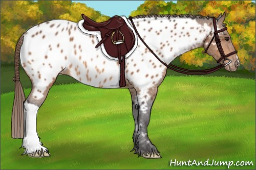 Horse Color:Buckskin Appaloosa Rabicano 