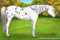 Horse Color:Liver Chestnut Splash Tobiano Appaloosa  Brindle
