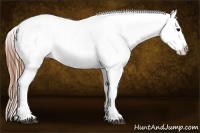 Horse Color:Bay Splash Tobiano Appaloosa  Brindle