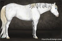 Horse Color:White Spotted Gold Champagne Splash Appaloosa