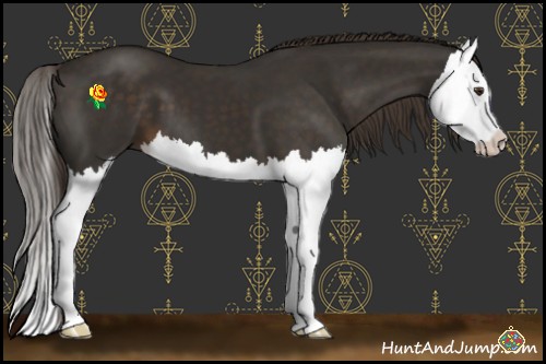 Horse Color:Liver Chestnut Splash 