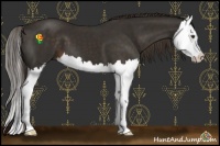 Horse Color:Liver Chestnut Splash 