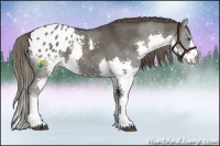 Horse Color:Grullo Splash Appaloosa 