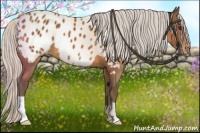 Horse Color:Silver Bay Appaloosa 