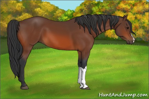 Horse Color:Bay 
