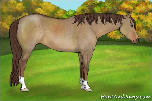 Horse Color:Liver Red Dun