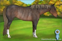 Horse Color:Liver Chestnut Rabicano 