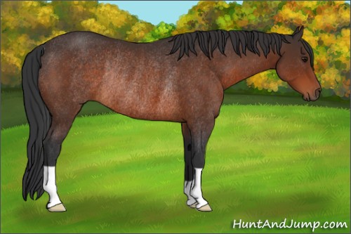 Horse Color:Brown Rabicano 
