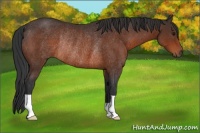 Horse Color:Brown Rabicano 