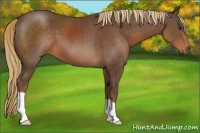Horse Color:Liver Chestnut 