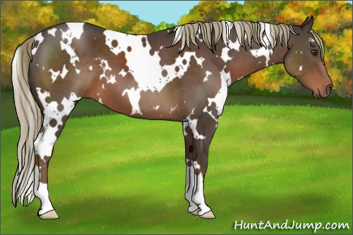 Horse Color:White Spotted Liver Chestnut 
