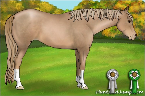 Horse Color:Liver Chestnut Pearl
