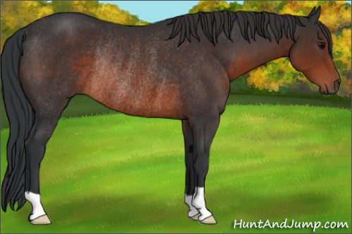 Horse Color:Brown Rabicano 