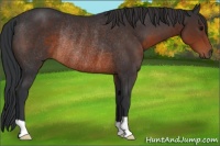 Horse Color:Brown Rabicano 