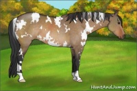 Horse Color:White Spotted Brown Dun