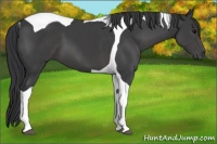 Horse Color:Black Tobiano 