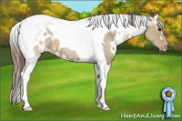 Horse Color:White Spotted Grullo Pearl Tobiano