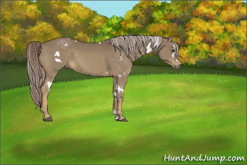 Horse Color:White Spotted Chocolate Palomino 
