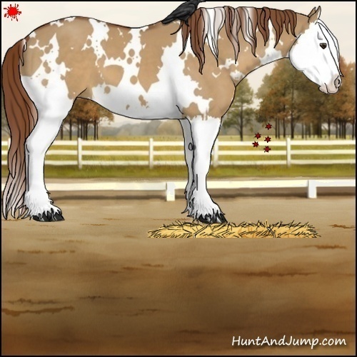 Horse Color:White Spotted Red Dun Splash 