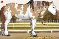 Horse Color:White Spotted Red Dun Splash 