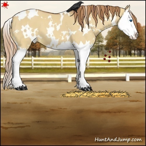 Horse Color:White Spotted Red Dun Splash 