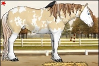 Horse Color:White Spotted Red Dun Splash 