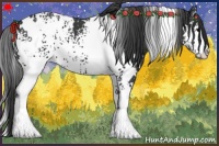 Horse Color:White Spotted Smoky Black 