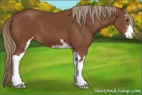 Horse Color:Chestnut Sabino
