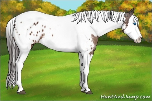 Horse Color:Bay Splash Tobiano Appaloosa Brindle